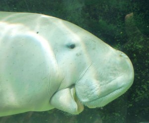 Dugong