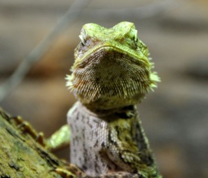 was guckst du? 