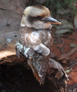 Kookaburra