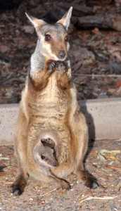 Schwarzfuß-Zwergwallaby