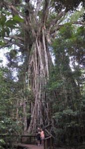 Cathedral Figtree