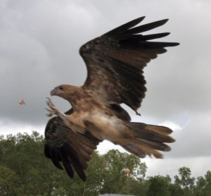 fangen im Flug