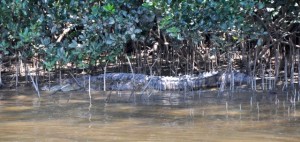 lazy croco im Daintree NP