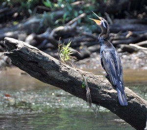 Kormoran