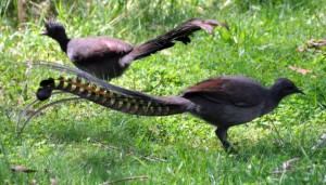 Leiervögel