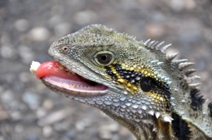 Watermonitor - Mann ist das gut! 
