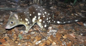 spotted quoll