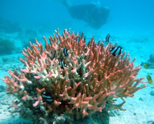 Malolo_03
