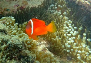 Nemo lässt grüssen