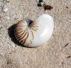 Nautilus-Schnecke
