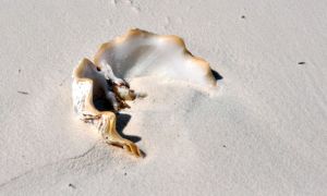 Strandgut