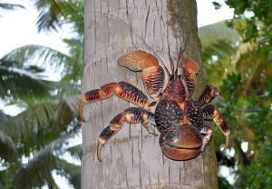 Cocos-Krabbe