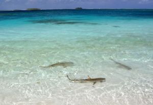 sonnen im knietiefen Wasser 