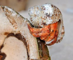 Hermit-Crab