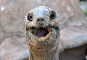 gib mir was zum Beissen