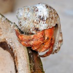 Hermitcrab