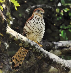 Mauritius Kestrel