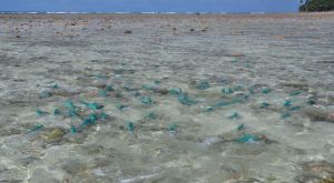 Papageienfische am Riff