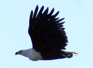 Schrei-Seeadler 