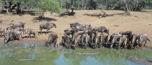 Gnus an der Theke