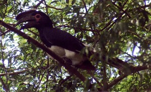 Trompterhornvogel - nomen est omen
