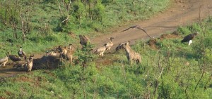 ein Büffel - Festessen für Hyänen und Geier
