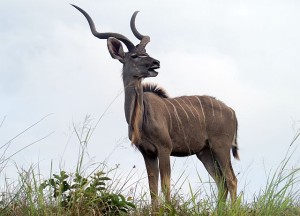 Kudu