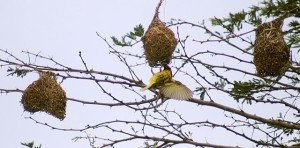 Webervögel