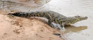 Wadlbeisser a´la Lacoste