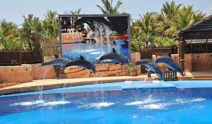 Delphin-Show in UShaka Marine World