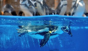 auch Pinguine müssen atmen