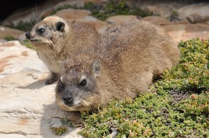 Klippschliefer (Dassies)