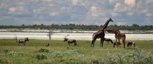 Etosha-Pfanne