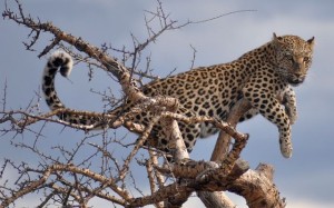 ... und Überlegenheit (Leopard)