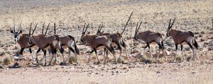 Oryx-Antilopen
