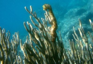 Anse la Roche/Carriacou