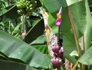 Bananen in allen Formen und Farben