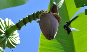 auch Kolibris sind hungrig