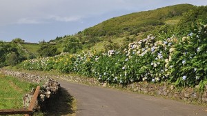 Hortensien überall